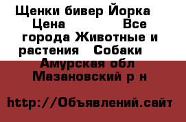 Щенки бивер Йорка  › Цена ­ 30 000 - Все города Животные и растения » Собаки   . Амурская обл.,Мазановский р-н